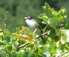 Vireo atricapilla