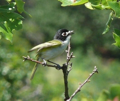 Vireo atricapilla