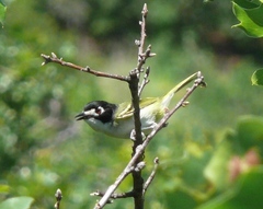Vireo atricapilla