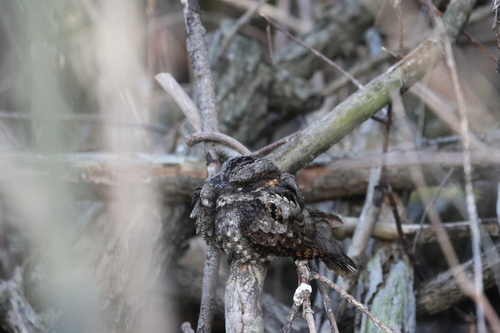 Eastern Whip-poor-will observed by lisa63