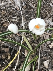 Crocus vernus