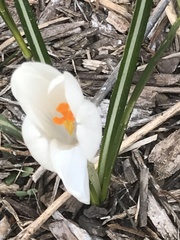 Crocus vernus