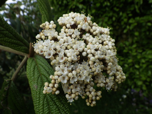 Viburnum rhytidophyllum