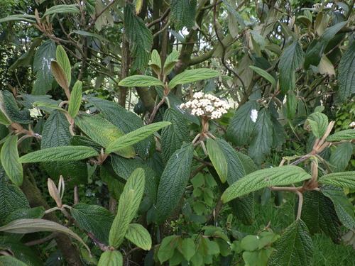 Viburnum rhytidophyllum