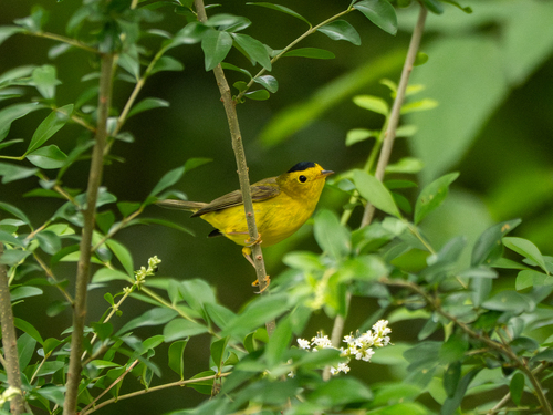 Featured image for “Wilson's Warbler”