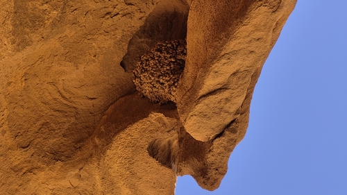 Pale Crag Martin (Ptyonoprogne obsoleta), photo 5