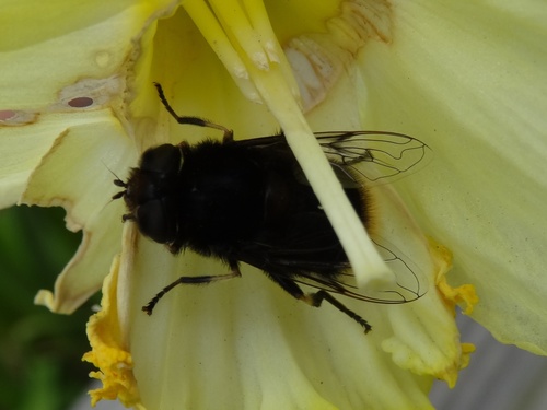 Furry Dronefly photo 3