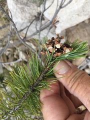 Pinus cembroides bicolor
