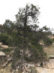 Pinus cembroides bicolor