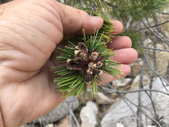 Pinus cembroides bicolor