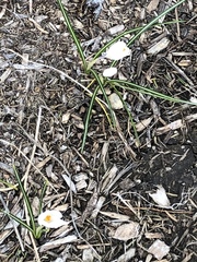 Crocus vernus