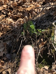 Hylotelephium telephium