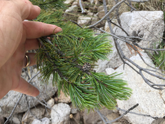 Pinus cembroides bicolor