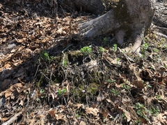 Hylotelephium telephium