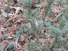 Juniperus rigida conferta
