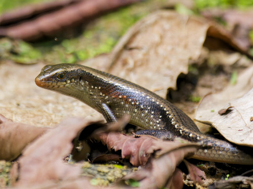 Common Sun Skink, photo 2 of 7