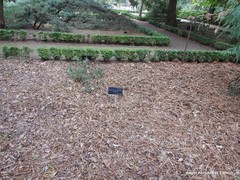 Juniperus rigida conferta