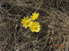 Adonis volgensis