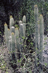 Cleistocactus morawetzianus