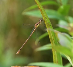 Lestes rectangularis