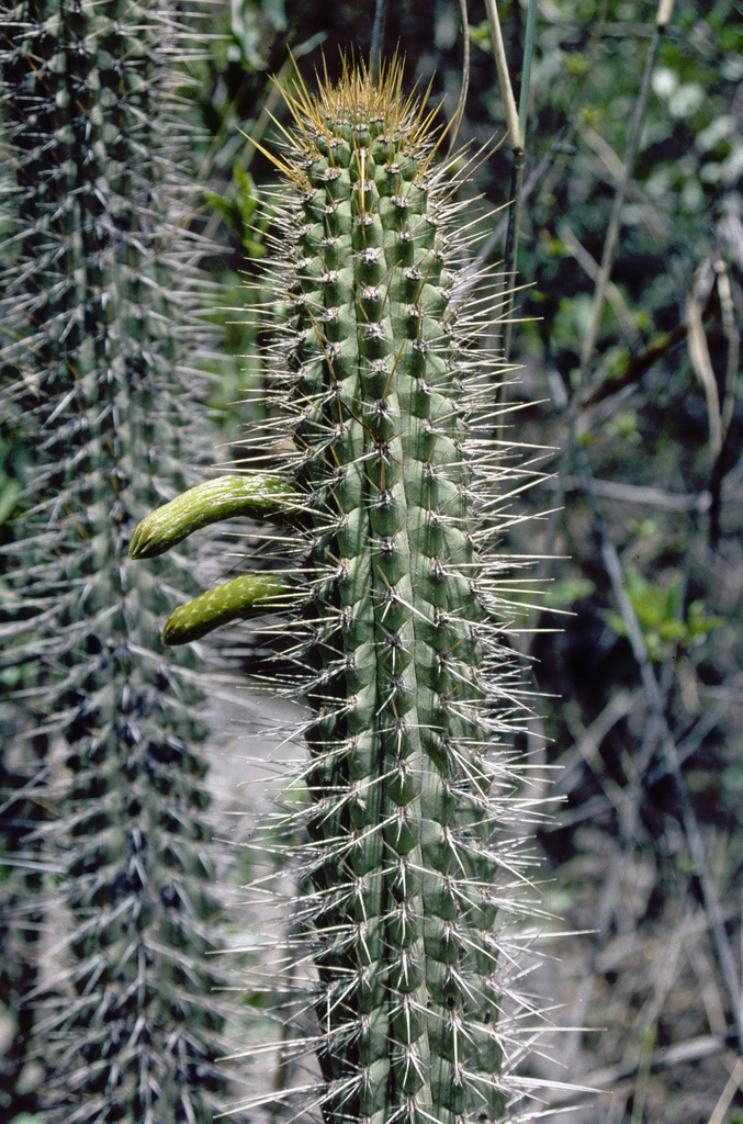 Cleistocactus morawetzianus