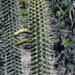 Cleistocactus morawetzianus - Photo (c) Martin Lowry, algunos derechos reservados (CC BY-NC), subido por Martin Lowry