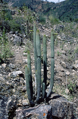 Cleistocactus morawetzianus