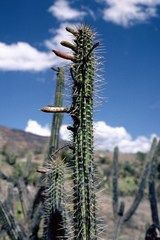 Cleistocactus morawetzianus