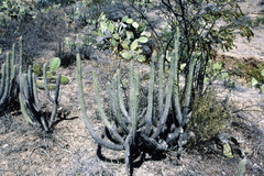 Cleistocactus morawetzianus