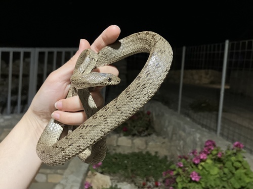 Cat Snake