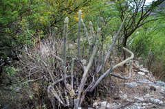 Cleistocactus morawetzianus
