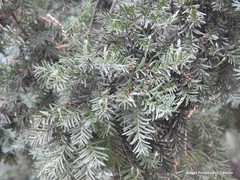 Torreya nucifera