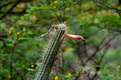Cleistocactus morawetzianus