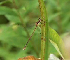 Lestes rectangularis