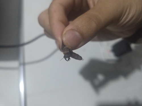 Dorylus gribodoiDorylus gribodoi
