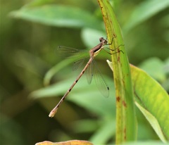 Lestes rectangularis