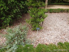 Podocarpus macrophyllus maki