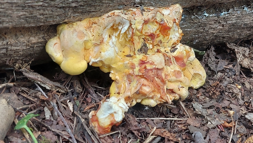 Laetiporus sulphureus · May 2026 · photo: © shonaturalist (iNaturalist, cc0)