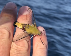 Cephonodes hylas virescens