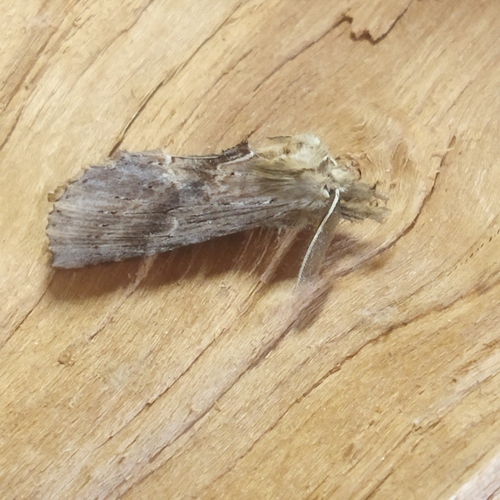 Pale Prominent photo 4