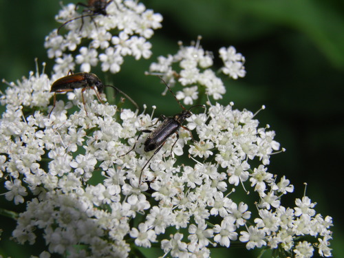 Rudaūsis Karnadiris