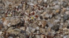 Nemacladus rubescens