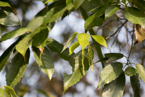 Subspecies Quercus glauca glauca · iNaturalist NZ