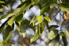 Quercus glauca glauca