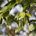 Quercus glauca glauca - Photo (c) Licheng Shih, algunos derechos reservados (CC BY), subido por Licheng Shih