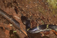 Lycodon travancoricus