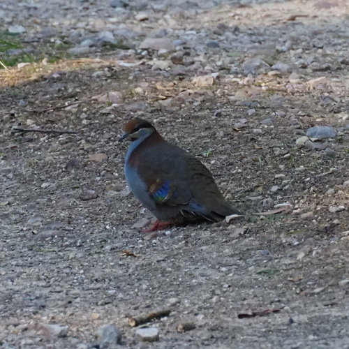 Brush Bronzewing (Phaps elegans), photo 5
