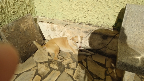 Domestic Dog