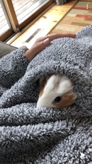 Cavia