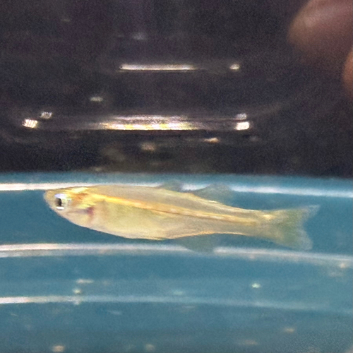Arnhem land blue-eye (Pseudomugil tenellus) — Pseudomugilidae — 4